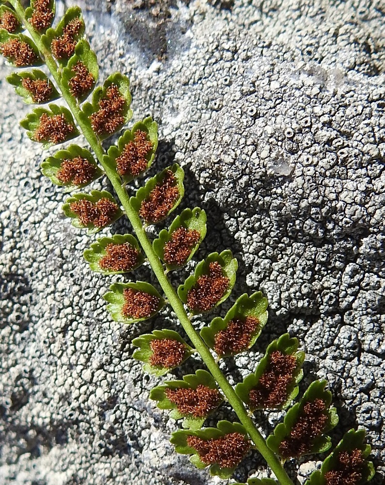 Asplenium viride - viherraunioisen itiöpesäkeryhmät muuttuvat kypsyessään tummanruskeiksi, laajenevat ja yhtyvät sekä peittävät valtaosan lehdykän alapinnasta. Kuvan itiöpesäkkeet ovat itiönsä levittäneet tuulen vietäviksi jo edellisenä kesänä. Lajin itiöimisaika on heinä elokuu. Kesäkuun puolivälissä, jolloin kuva on otettu, kuluvan kasvukauden lehdet eivät voi olla tässä vaiheessa. Niinpä tämäkin otos todistaa viherraunioisen lehtien hyvästä talvehtimiskyvystä. Ks, Kuusamo, Käylä, Oulankajoen eteläiset rantakalliot Kiutakönkään kohdalla, 14.6.2019. Copyright Hannu Kämäräinen.