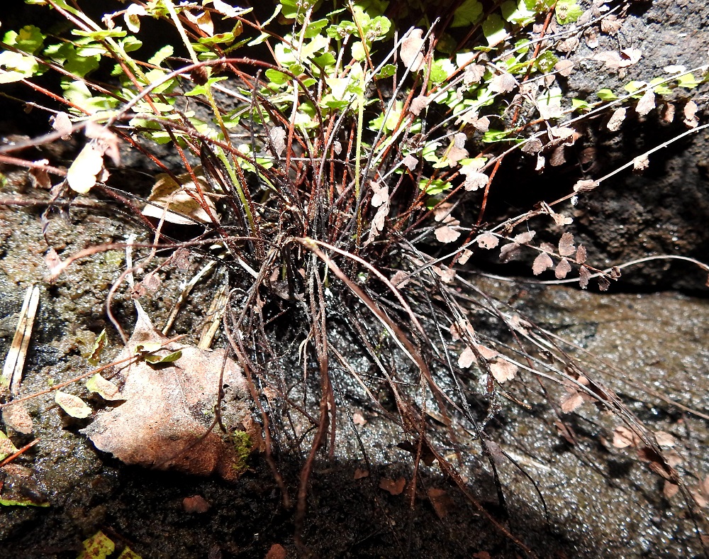 Asplenium adulterinum - serpentiiniraunioisen lehtiruoti on tummanruskea tai tumman punaruskea ja karvamaisen kapeasuomuinen. Se on yleensä noin 3-7 cm pitkä ja noin 1/3 koko lehden pituudesta. 12.6.2021. Copyright Hannu Kämäräinen.
