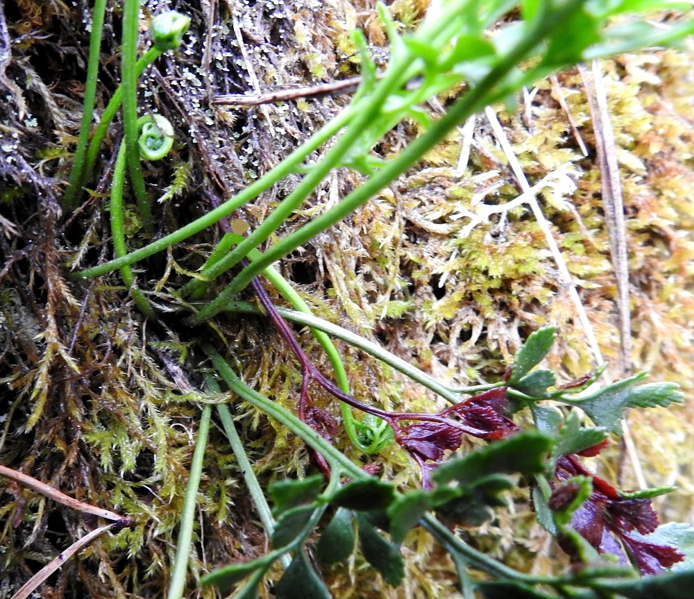 Asplenium ruta-muraria - seinäraunioisen lehtiruoti on tummaa, sammaleen sisään jäävää tyveään lukuun ottamatta vihreä ja nystykarvainen sekä karvamaisen kapeasuomuinen. Ruodin ja lehtilavan keskirangan yläpinta ovat matalasti kouruisia. V, Salo, Perniö, Lupaja, Alhonmäki, luonnonsuojelualue, vanha kalkkikivenlouhintakuoppa, 12.6.2021. Copyright Hannu Kämäräinen.