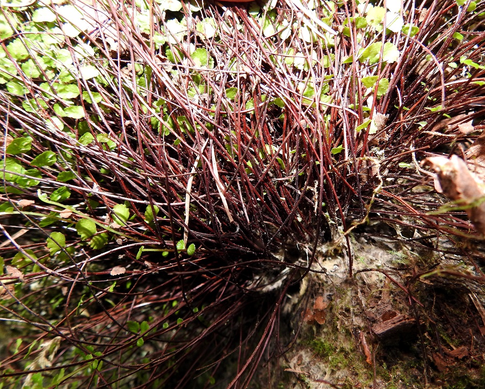 Asplenium trichomanes subsp. trichomanes - tummaraunioisen subsp. kalliotummaraunioisen lehtiruoti on tummanruskea tai tummahkon punaruskea, kiiltävä, kapeasti vaalean siipipalteinen ja usein harvaan nystykarvainen sekä pienisuomuinen. Se on yleensä noin 2-6 cm pitkä ja noin 1/5-1/4 koko lehden pituudesta. V, Salo, Suomusjärvi, Salittu, Ahvenlammentien varrella olevat kallioseinämät, luonnonsuojelualue, 12.6.2021. Copyright Hannu Kämäräinen.