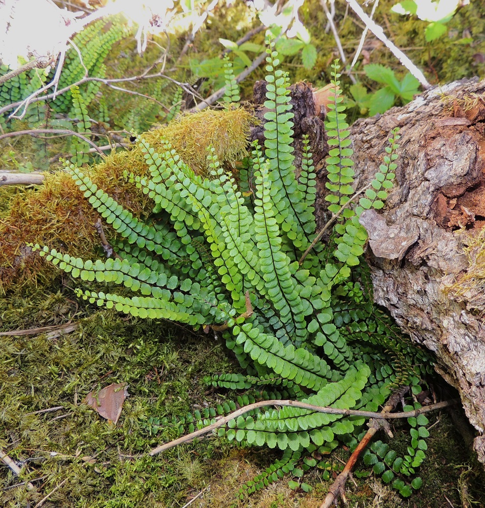 Asplenium trichomanes subsp. quadrivalens - tummaraunioisen subsp. kalkkitummaraunioisen sivulehdykät ovat erityisesti lehtilavan keskiosassa usein lähes tai aivan vastakkain ja hyvin tiheästi. Malliltaan ne ovat pitkulaiset. V, Salo, Särkisalo, Förby, merenrantaan päättyvän maantien pohjoispuolelta nouseva kalkkikallioalue, luonnonsuojelualue, 11.7.2014. Copyright Hannu Kämäräinen.