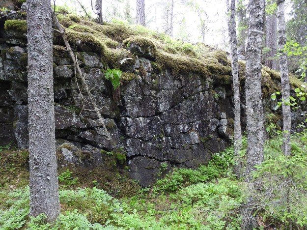 Asplenium adulterinum - serpentiiniraunioinen kasvaa Suomessa vain yhdellä kalliolla Varsinais-Suomen Salossa ja muutamin paikoin Pohjois-Karjalan Kaavilla ja Juuassa. Salossa kasvupaikkana on tumma, täynnä halkeamia oleva peridotiittiseinämä. V, Salo, Suomusjärvi, Salittu, Ahvenlammentien varrella oleva kallioseinämä, luonnonsuojelualue, 12.6.2021. Copyright Hannu Kämäräinen.