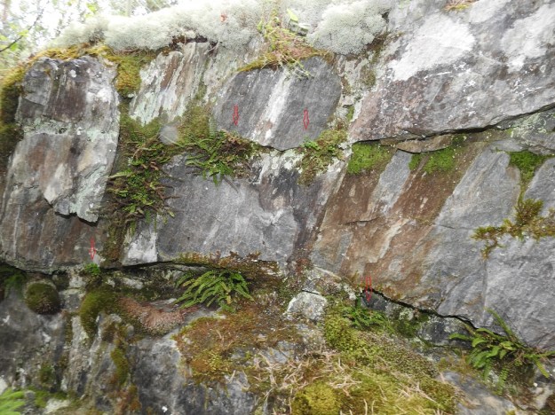 Asplenium ruta-muraria - seinäraunioinen kasvaa vain kalkkipitoisella alustalla ja useimmiten kalkkikallioiden raoissa. Kuvassa näkyvämpänä seuralaisena on kalkkitummaraunioinen, A. trichomanes subsp. quadrivalens. V, Salo, Perniö, Lupaja, Alhonmäki, luonnonsuojelualue, vanha kalkkikivenlouhintakuoppa, 12.6.2021. Copyright Hannu Kämäräinen.