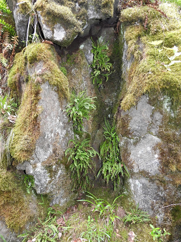Asplenium trichomanes subsp. trichomanes - kalliotummaraunioinen viihtyy parhaiten varjoisilla kallioilla ja niiden seinämillä. V, Salo, Suomusjärvi, Salittu, Ahvenlammentien varrella olevat kallioseinämät, luonnonsuojelualue, 12.6.2021. Ellei toisin mainita, kuvat ovat tältä samalta kasvupaikalta. Copyright Hannu Kämäräinen.