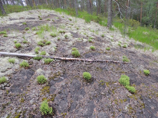 Asplenium viride - viherraunioinen menestyy hyvin ja kasvaa runsaana myös avoimella, ultraemäksisellä kalliopinnalla. Kn, Paltamo, Mieslahti, Talolanmäki, Oulujärven Pitkäperän itärannalla oleva Matokallio, 11.7.2015. Copyright Hannu Kämäräinen.