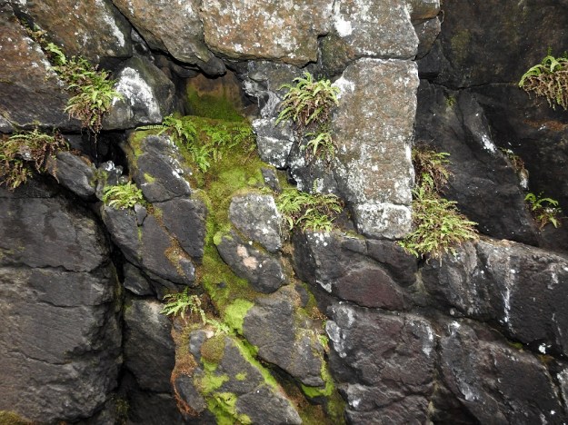 Asplenium adulterinum - serpentiiniraunioinen viihtyy vain ultraemäksisillä kalliopinnoilla, joissa se hakeutuu yleensä jyrkkien rinteiden ja seinämien varjoisiin koloihin ja halkeamiin. Lajin tarkkoja kasvupaikka- tai kallioperävaatimuksia ei kuitenkaan tunneta. Jostain syystä se puuttuu kokonaan Pohjois-Suomesta, vaikka siellä on pääosa koko maan ultraemäksisistä kallioista. Koko maan yksilömäärä on 2012 julkaistun tiedon mukaan noin 1 700, josta noin puolet on kuvan kalliolla. V, Salo, Suomusjärvi, Salittu, Ahvenlammentien varrella oleva kallioseinämä, luonnonsuojelualue, 12.6.2021. Copyright Hannu Kämäräinen.