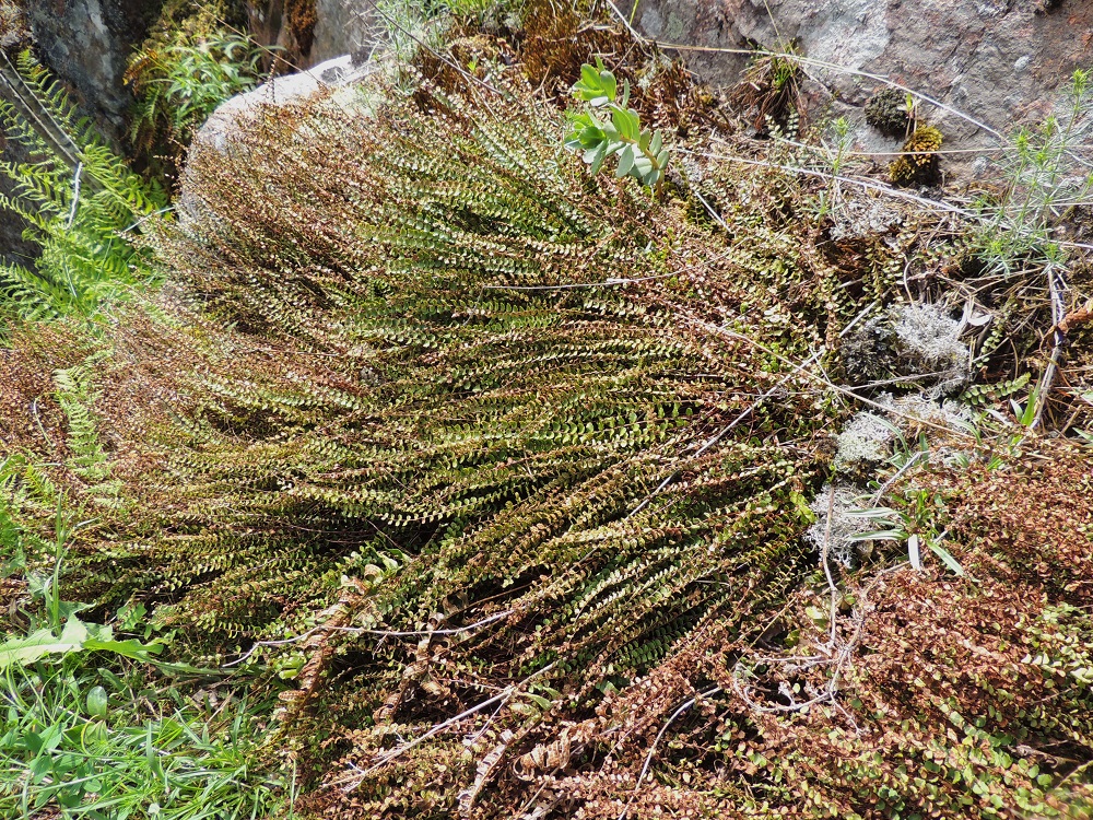 Asplenium trichomanes subsp. trichomanes - tummaraunioinen subsp. kalliotummaraunioinen kasvattaa parhaimmillaan tuppaita, joissa on jopa satoja lehtiä. A, Sund, Bomarsund, Notviksbasen-niemi, Notvikstornetin tykkitorniraunion alapuoliset kalliorinteet, 28.5.2013. Copyright Hannu Kämäräinen.