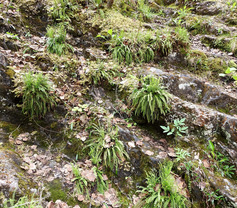 Asplenium viride - viherraunioinen on ehdoton kalliosaniainen, jonka kasvupaikoilla kalkki on usein enemmän tai vähemmän läsnä. Ks, Kuusamo, Käylä, Oulankajoen eteläiset rantakalliot Kiutakönkään kohdalla, 10.7.2019. Copyright Hannu Kämäräinen.
