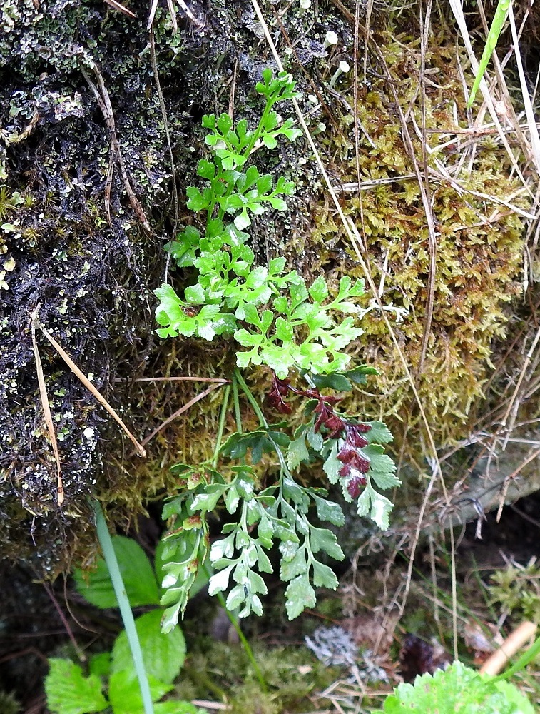 Asplenium ruta-muraria - seinäraunioinen muodostaa pieniä lehtituppaita. Lehdet ovat yleensä noin 5-15 cm pitkiä. Uudet, pystynä kohoavat lehdet ovat vaaleamman vihreitä ja muuttuvat ikääntyessään tummemmiksi. Talvehtineet vanhat lehdet alkavat lakastua vasta uusien ottaessa yhteyttämistehtävän vastaan. V, Salo, Perniö, Lupaja, Alhonmäki, luonnonsuojelualue, vanha kalkkikivenlouhintakuoppa, 12.6.2021. Copyright Hannu Kämäräinen.