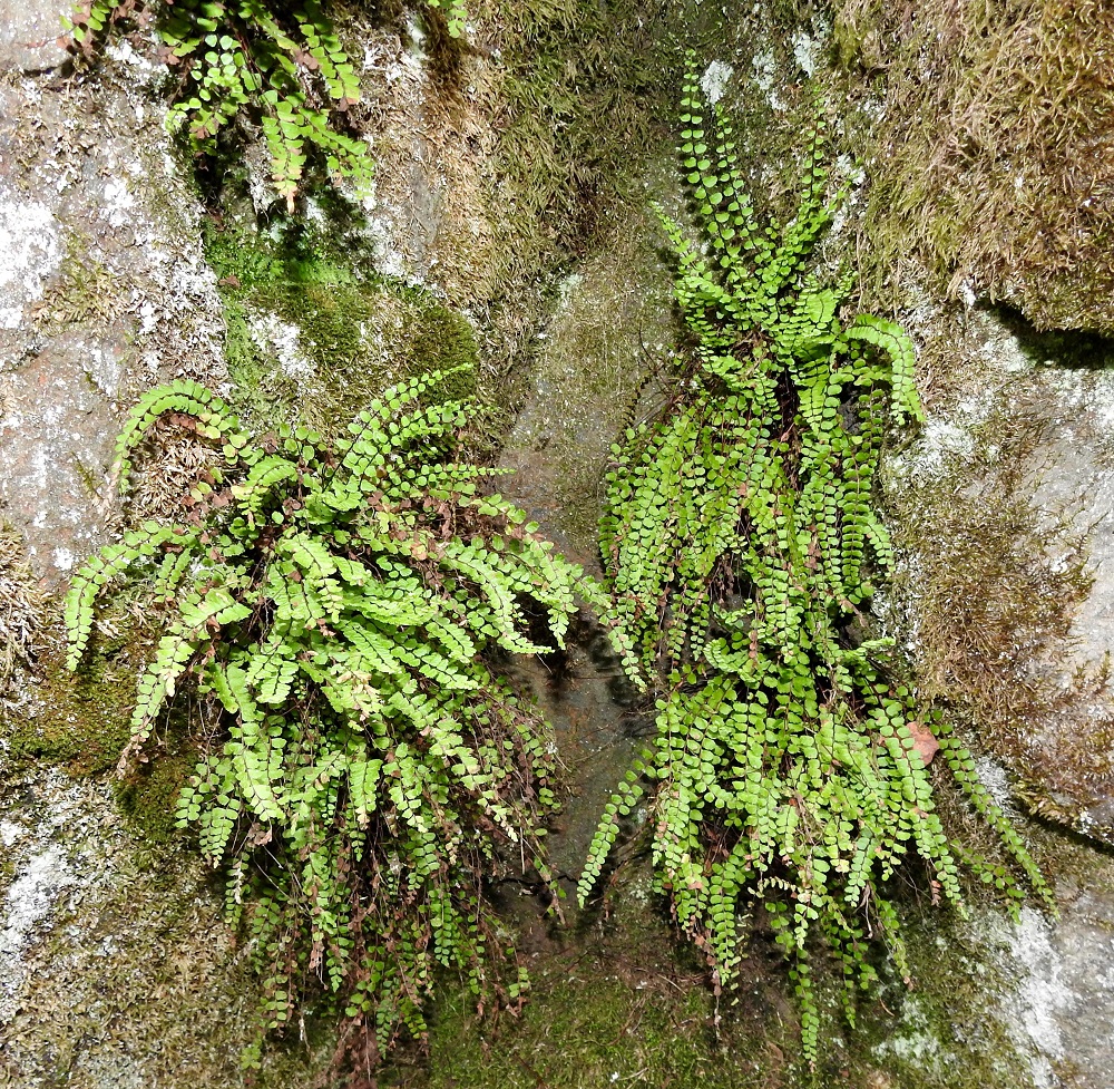 Asplenium trichomanes subsp. trichomanes - tummaraunioisen subsp. kalliotummaraunioisen lehdet ovat tavallisesti noin 10-30 cm pitkiä ja erityisesti kallioseinämillä ne ovat vaihdellen pystyjä, kaarevia tai roikkuvia. Lehtilapa on tasasoukka tai hieman suikea ja kärkeä kohti suippeneva. Se on leveimmältä kohtaa yleensä noin 0,8-1,5 cm leveä. V, Salo, Suomusjärvi, Salittu, Ahvenlammentien varrella olevat kallioseinämät, luonnonsuojelualue, 12.6.2021. Copyright Hannu Kämäräinen.