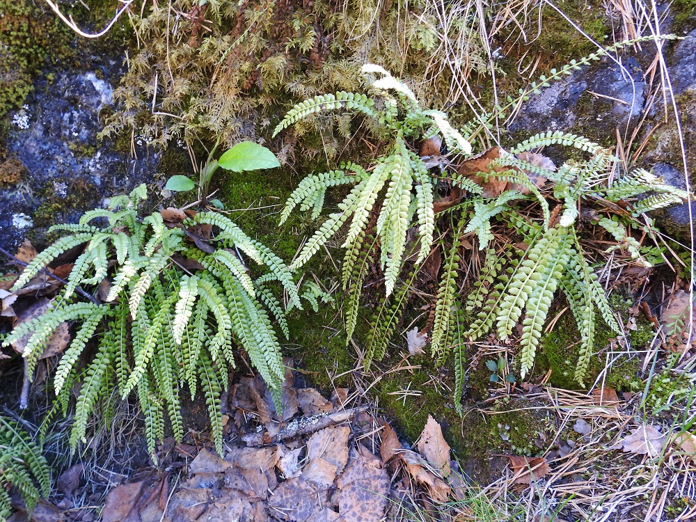Asplenium viride - viherraunioinen on mätästävä ja sen maavarsi on lyhyt sekä juurehtiva. Lehdet nousevat maavarresta tiheähköinä kimppuina. Ks, Kuusamo, Käylä, Oulankajoen eteläiset rantakalliot Kiutakönkään kohdalla, 14.6.2019. Copyright Hannu Kämäräinen.