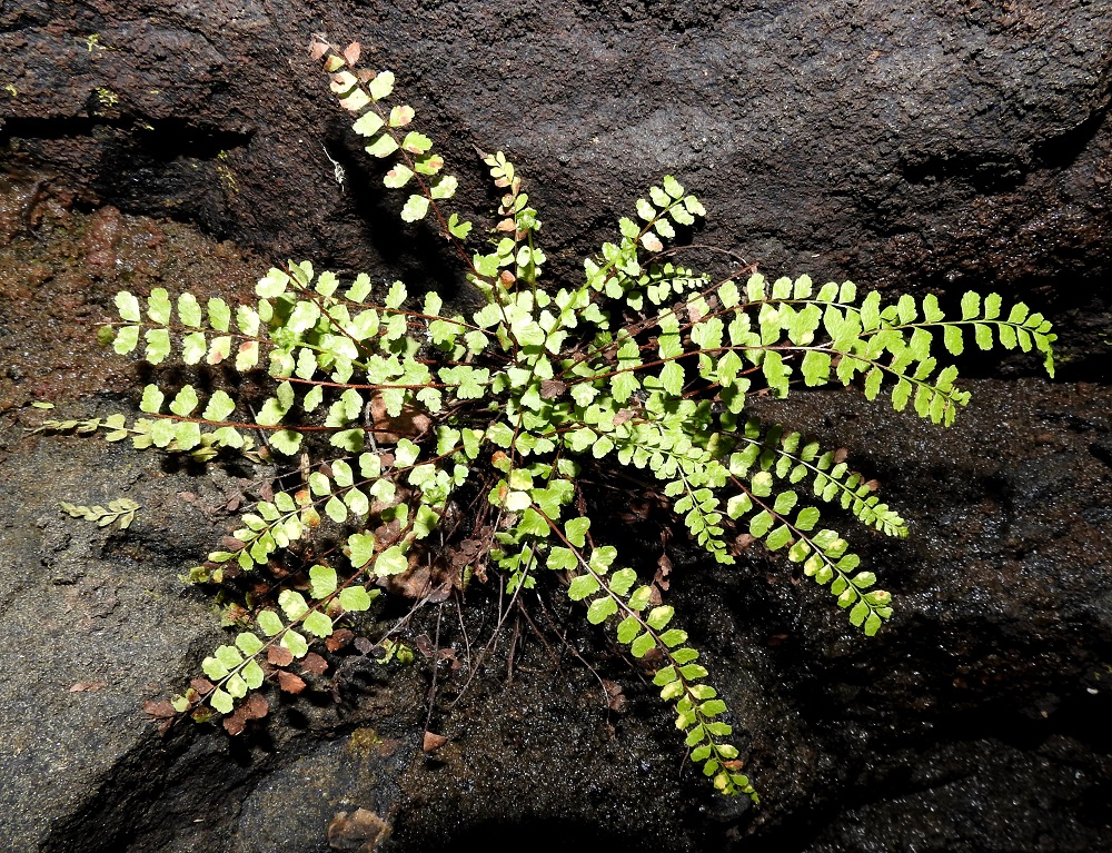 Asplenium adulterinum - serpentiiniraunioisen lehdet nousevat maavarresta tiheähköinä kimppuina ja ne ovat tavallisesti noin 10-20 cm pitkiä sekä talvehtivia. Yksilöt ovat pitkäikäisiä. Ulkomaisten tutkimusten mukaan niiden keskimääräinen elinikä on noin 30-50 vuotta. 12.6.2021. Copyright Hannu Kämäräinen.