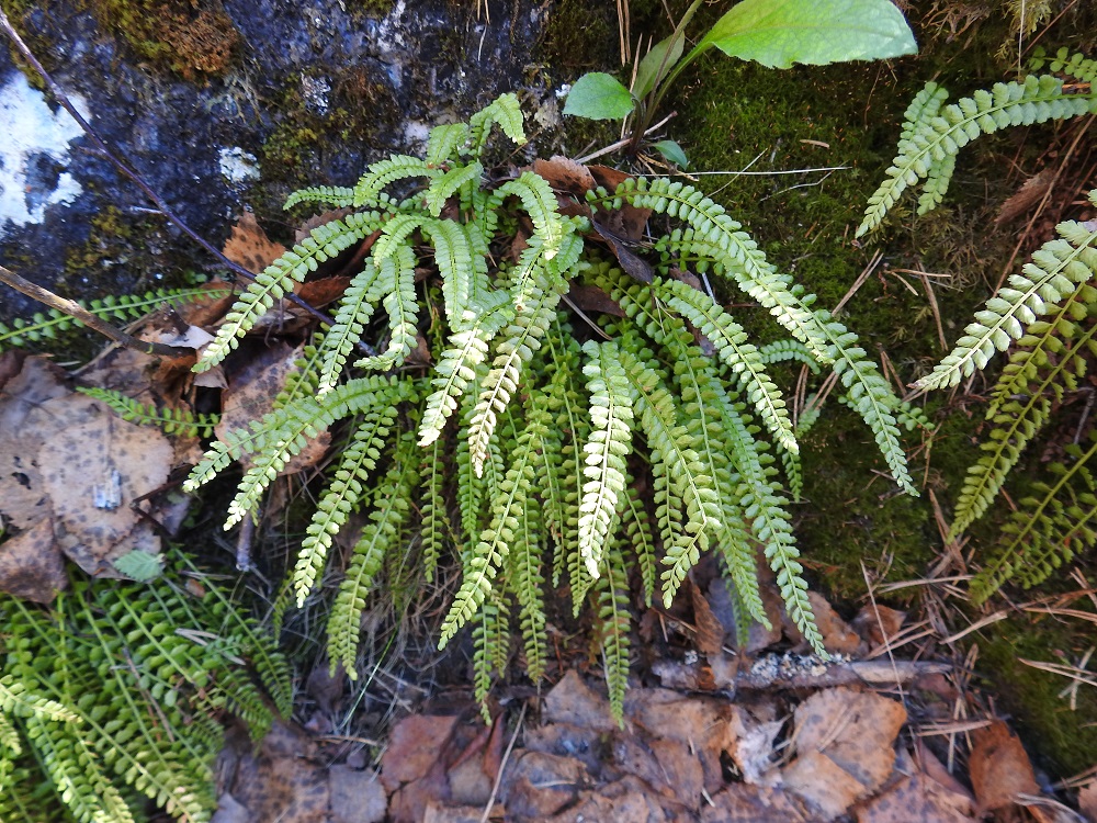 Asplenium viride - viherraunioinen on aika helppo erottaa kahdesta muusta lähilajista. Se on nimensä mukaisesti vihreä myös lehtilavan keskirangan osalta. Tummaraunioisella, A. trichomanes. keskiranka on kokonaan tumman- tai mustanruskea. Hyvin harvinaisella serpentiiniraunioisella, A. adulterinum, puolestaan keskirangan kärkikolmannes on vihreä ja muu osa rankaa on tumman- tai mustanruskea. Ks, Kuusamo, Käylä, Oulankajoen eteläiset rantakalliot Kiutakönkään kohdalla, 14.6.2019. Copyright Hannu Kämäräinen.