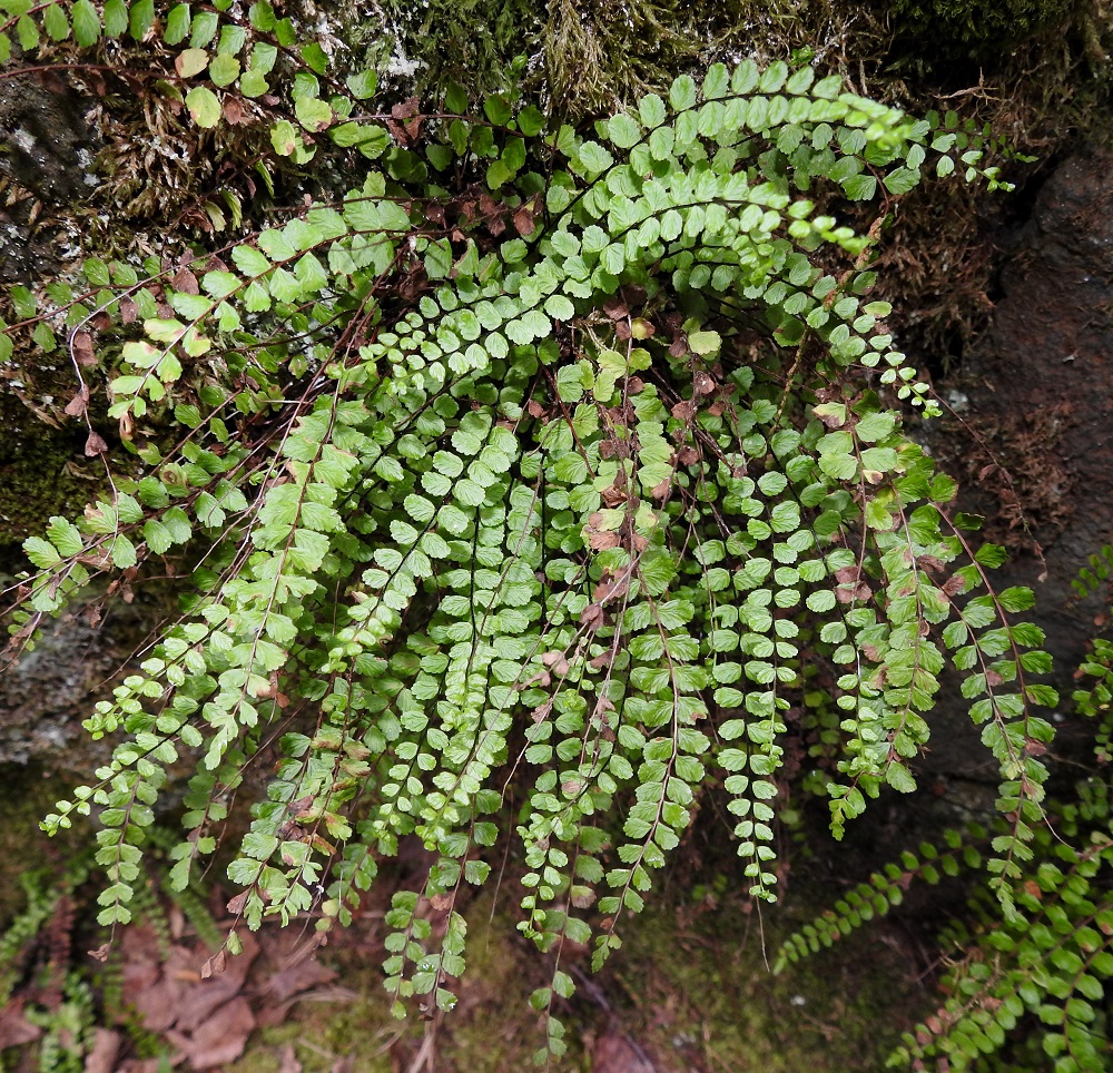 Asplenium trichomanes subsp. trichomanes - tummaraunioisen subsp. kalliotummaraunioisen lehtien keskiranka on suomalaisen lajinimensä mukaisesti tummanruskea tai tummahkon punaruskea. Se on paras erottava tuntomerkki kahteen lähilajiin nähden. Viherraunioisella, A. viride, koko keskiranka on vihreä ja serpentiiniraunioisella, A. adulterinum, keskirangan kärkikolmannes on vihreä. Myös tummaraunioisella lehden kasvava kärkiosa voi olla vihreä mutta enintään vain noin senttimetrin matkalta. V, Salo, Suomusjärvi, Salittu, Ahvenlammentien varrella olevat kallioseinämät, luonnonsuojelualue, 12.6.2021. Copyright Hannu Kämäräinen.
