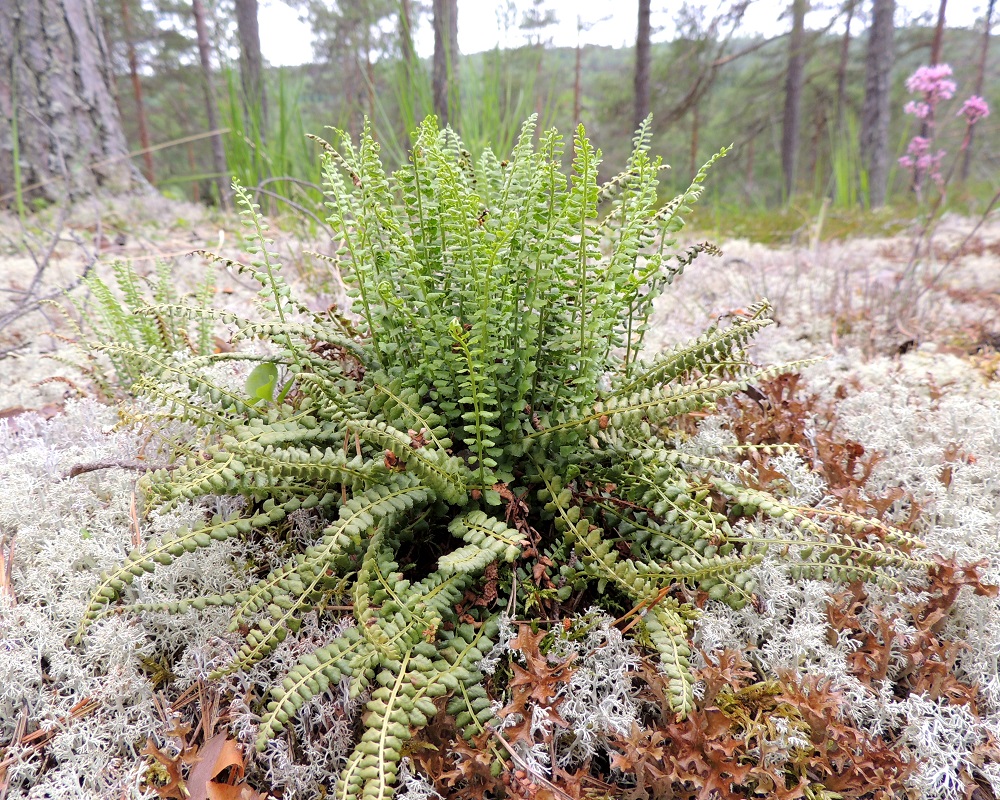 Asplenium viride - viherraunioisen lehdet ovat tavallisesti noin 7-20 cm pitkiä. Kuvan mättäässä uudet, kuluvan vuoden lehdet ovat keskellä pystyssä ja suurelta osin hyvin talvehtineet edellisen vuoden lehdet ovat tyvellä lähes oikosenaan. Kuvan oikeassa yläkulmassa häämöttää seuralaisena ultraemäksisiltä kallioilta harvinaisena tavattava serpentiinipikkutervakko, Viscaria alpina var. serpentinicola. Kn, Paltamo, Mieslahti, Talolanmäki, Oulujärven Pitkäperän itärannalla oleva Matokallio, 11.7.2015. Copyright Hannu Kämäräinen.