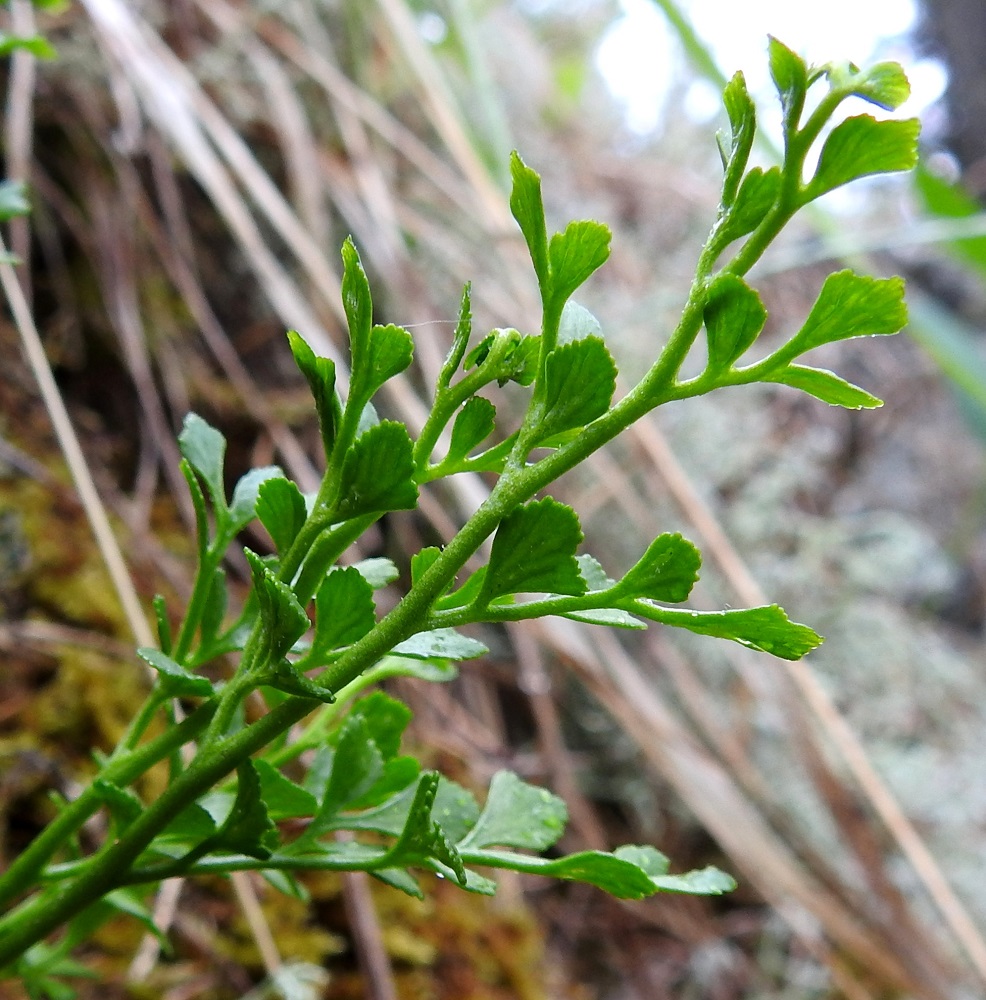 Asplenium ruta-muraria - seinäraunioisen lehtilapa on 1-3 kertaa parilehdykkäinen. Pienet lehdet voivat olla kokonaan kertaalleen parilehdykkäisiä, kun taas jaokkeisimmissa lehdissä kärkiosakin on kahteen kertaan ja tyvi kolmeenkin kertaan parilehdykkäinen. Lehdyköissä on useimmiten noin 1 mm pitkä ruoti. Lehdykän laita on yleensä tyviosastaan ehyt ja kärkiosastaan suipon tylpähkö tai pyöreähkö sekä vaihtelevasti hampainen tai nyhälaitainen. V, Salo, Perniö, Lupaja, Alhonmäki, luonnonsuojelualue, vanha kalkkikivenlouhintakuoppa, 12.6.2021. Copyright Hannu Kämäräinen.