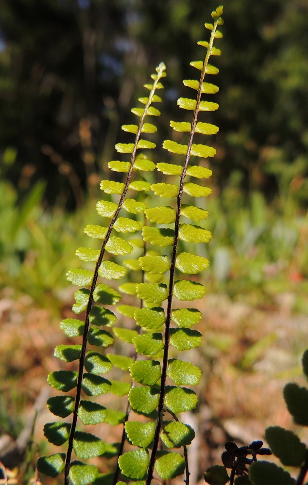 Asplenium trichomanes subsp. quadrivalens - tummaraunioisen subsp. kalkkitummaraunioisen lehtilavan sivulehdykät ovat malliltaan pitkulaiset, kun taas kalliotummaraunioisella, subsp. trichomanes, ne ovat pyöreähköt. V, Salo, Särkisalo, Förby, merenrantaan päättyvän maantien pohjoispuolelta nouseva kalkkikallioalue, luonnonsuojelualue, 11.7.2014. Copyright Hannu Kämäräinen.