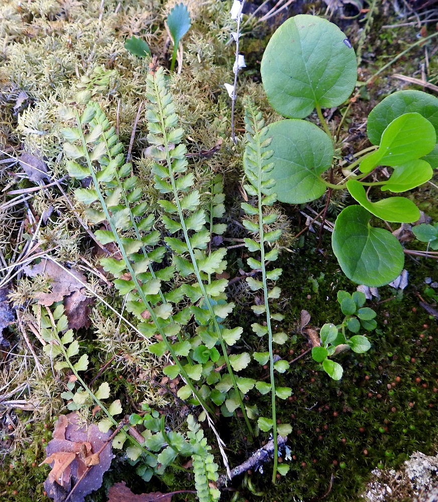 Asplenium viride - viherraunioisen lehtilapa on kertaalleen parilehdykkäinen, tasasoukka tai hieman suikea ja suippokärkinen. Se on tavallisesti noin 4-14 cm pitkä ja leveimmältä kohtaa noin 0,7-1,5 cm leveä. Sivulehdykät ovat lavan keski- ja kärkiosassa tiheämmin sekä tyviosassa usein pitkävälisemmin. Lehtiruoti, joka kuvassa jää osittain sammaleen sisään, on noin kolmasosa koko lehden pituudesta. Kuvassa näkyy juuri ja juuri ruodin tummanruskea tyviosa. Kuvassa seuralaisina mm. isotalvikki, Pyrola rotundifolia ja aivan ylälaidassa pahtarikon, Micranthes nivalis, lehtiä. Ks, Kuusamo, Käylä, Oulankajoen eteläiset rantakalliot Kiutakönkään kohdalla, 14.6.2019. Copyright Hannu Kämäräinen.
