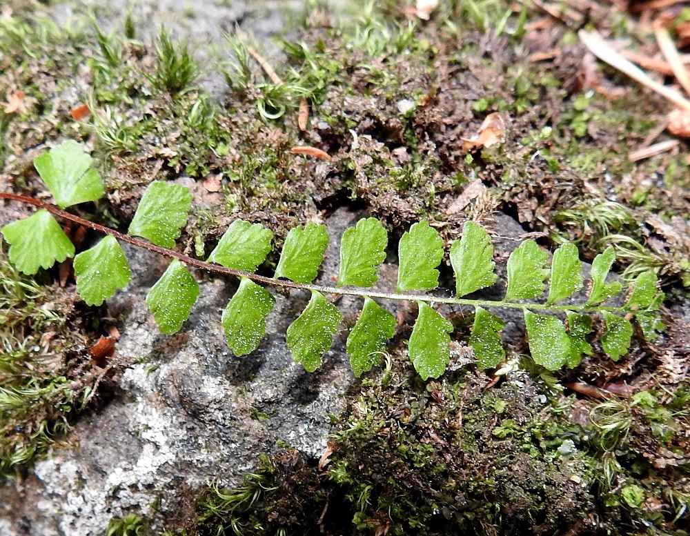 Asplenium adulterinum - serpentiiniraunioisen lehtilavan sivulehdykät ovat lähes ruodittomia, puikeita, pyöreähköjä tai alimmat (kuvan vasen laita) toisinaan melkein viuhkamaisia ja tyveltään leveähkön kiilamaisia sekä aika symmetrisiä. Lehdykän laita on ehyttä kiilamaista tyviosaa lukuun ottamatta pyöreähampainen tai nyhälaitainen. Pituutta lehdyköillä on tavallisesti noin 4-8 mm ja leveyttä leveimmältä kohtaa noin 3-7 mm. Kuvassa lehdyköiden pinnalla ei näy nystykarvoitusta vaan sienikasvusto on käynyt jo edelliseltä vuodelta talvehtineen lehden kimppuun. Keskirangan yläpinnan reunoilla ovat epäselvät harjanteet, mutta siipipalteiksi niitä ei voi sanoa. 12.6.2021. Copyright Hannu Kämäräinen.