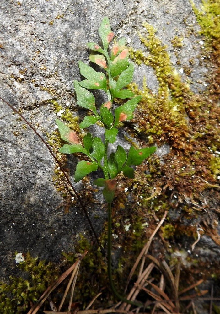 Asplenium ruta-muraria - seinäraunioisen lehtiruoti on yleensä noin 2,5-10 cm pitkä ja noin 1-2 kertaa lehtilavan pituinen. Lapa on tavallisesti malliltaan kolmiomainen, puikea tai soikeahko ja useimmiten noin 1,5-6 cm pitkä sekä leveimmältä kohtaa noin 1-4 cm leveä. Osa lehdyköistä on kuvan tavoin tyveltään säännöttömästi liuskaisia. V, Salo, Perniö, Lupaja, Alhonmäki, luonnonsuojelualue, vanha kalkkikivenlouhintakuoppa, 12.6.2021. Copyright Hannu Kämäräinen.