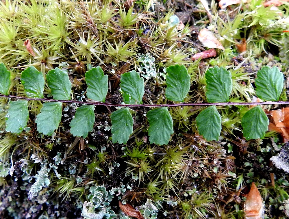 Asplenium trichomanes subsp. trichomanes - tummaraunioisen subsp. kalliotummaraunioisen lehtilapa on kertaalleen parilehdykkäinen. Lehdykät ovat useimmiten vuoroittain. Ne ovat lähes ruodittomia, pyöreähköjä ja laidoiltaan selvästi pyöreähköhampaisia. Pituutta lehdyköillä on tavallisesti noin 2,5-7,5 mm ja leveyttä leveimmältä kohtaa noin 2-6 mm. Pituus on noin 1,3-1,5-kertainen leveyteen nähden. Lavan keskiranka on päältä kouru ja laidoiltaan kapeasti vaalean siipipalteinen. V, Salo, Suomusjärvi, Salittu, Ahvenlammentien varrella olevat kallioseinämät, luonnonsuojelualue, 12.6.2021. Copyright Hannu Kämäräinen.