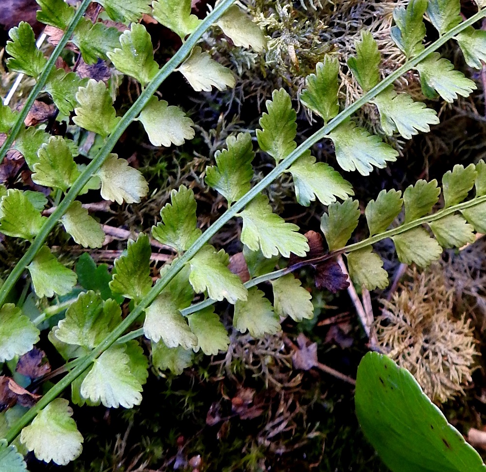 Asplenium viride - viherraunioisen sivulehdykän muoto vaihtelee pyöreähköstä pitkulaiseen ja jossain määrin epäsymmetrisen kantikkaaseen. Lehdykän laita on selvästi pyöreähampainen, matalanyhäinen tai joskus lähes ehyt ja sen tyvi on yleensä hyvin leveän kiilamainen tai lähes suorahko. Pituutta lehdyköillä on tavallisesti noin 3-7 mm ja leveyttä leveimmältä kohtaa noin 2-6 mm. Lehdykät ovat molemmin puolin kaljut. Niissä on lyhyt, enintään noin 0,5 mm pitkä ruoti. Lavan keskiranka on matalasti kouruinen ja siipipalteeton. Ks, Kuusamo, Käylä, Oulankajoen eteläiset rantakalliot Kiutakönkään kohdalla, 14.6.2019. Copyright Hannu Kämäräinen.