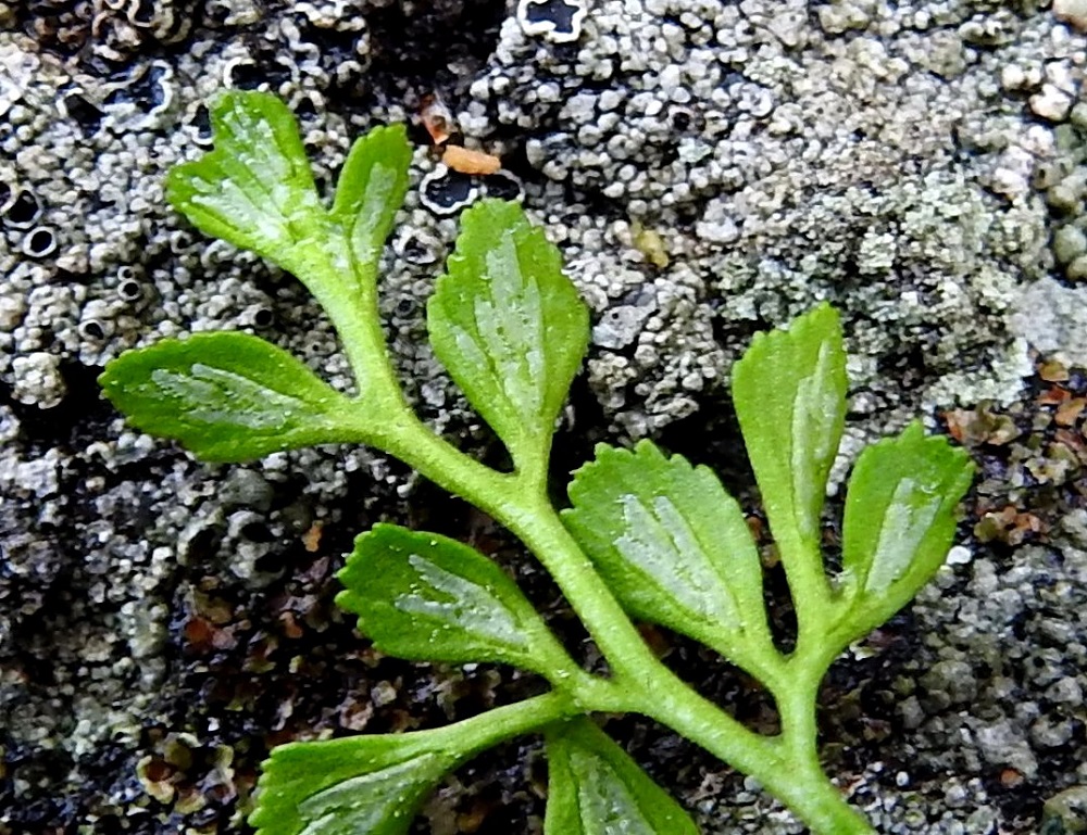 Asplenium ruta-muraria - seinäraunioisen itiöpesäkeryhmät sijaitsevat lehtilavan sivulehdyköiden alapinnalla. Niitä on lehdykän koosta riippuen tavallisesti 2-8 kärkeä tai loivasti laitaa kohti suuntautuen. Itiöpesäkeryhmä on ennen itiöintiä tasasoukka tai suikea ja enintään noin 5 mm pitkä. Sitä peittää koko pesäkeryhmän mittainen, vaalea, kalvomainen katesuomu. V, Salo, Perniö, Lupaja, Alhonmäki, luonnonsuojelualue, vanha kalkkikivenlouhintakuoppa, 12.6.2021. Copyright Hannu Kämäräinen.