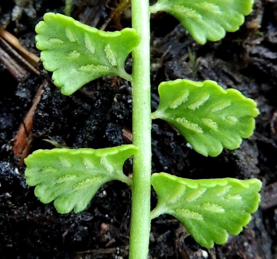 Asplenium viride - viherraunioisen Itiöpesäkeryhmät sijaitsevat lehtilavan sivulehdyköiden alapinnalla.  Niitä on yleisimmin 4-6 lehdykän alapinnan lehtisuonten sivuilla. Itiöpesäkeryhmä on ennen itiöintiä tasasoukka, noin 0,5 mm leveä ja noin 2 mm pitkä. Sitä peittää koko pesäkeryhmän mittainen, vaalea, kalvomainen katesuomu, joka on kiinnittynyt lehdykän laidan puoleiselta reunaltaan. Kn, Paltamo, Mieslahti, Talolanmäki, Oulujärven Pitkäperän itärannalla oleva Matokallio, 11.7.2015. Copyright Hannu Kämäräinen.