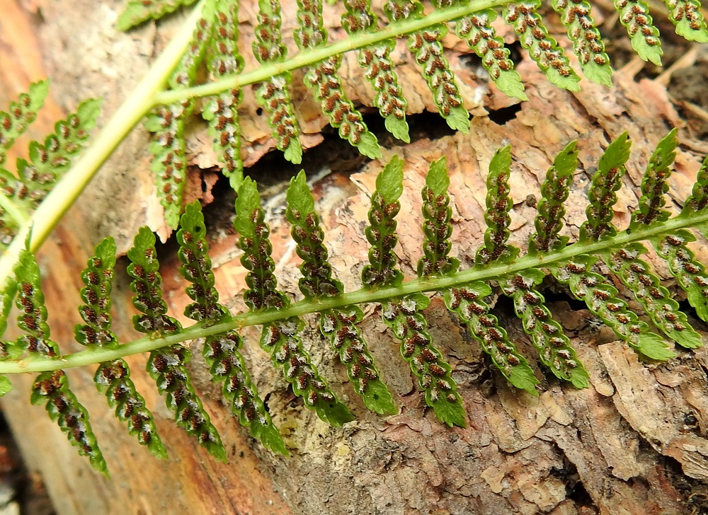 Athyrium filix-femina - soreahiirenportaan noin 1 mm pitkät itiöpesäkeryhmät sijaitsevat yksittäin pikkulehdyköiden sivuliuskojen ja hampaiden keskisuonessa. Pesäkeryhmää suojaava katesuomu on vain toisesta reunastaan kiinnittynyt ja itiöpesäkkeiden kypsyessä se avautuu ja kaareutuu sivulle. EH, Hämeenlinna, Loimalahti, Hirsimäki, omakotialueen ja maakaasulinjan välisen, metsän reuna, 8.7.2021. Copyright Hannu Kämäräinen.