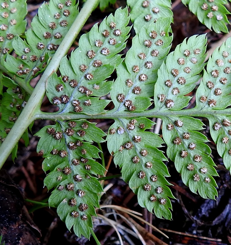 Dryopteris carthusiana - metsäalvejuuren itiöpesäkeryhmät ovat rivissä uloimman lehdykän keskisuonen kahta puolen. Itiöpesäkeryhmä on pyöreä ja läpimitaltaan enimmillään noin 1 mm. Sitä suojaava katesuomu lakastuu ja lopulta karisee itiöpesäkkeiden kypsyessä. Lehdyköiden alapinta on tässä vaiheessa nystykarvaton toisin kuin lähilajeilla isoalvejuurella, D. expansa ja etelänalvejuurella, D. dilatata. EH, Hämeenlinna, Loimalahti, Hirsimäki, kuusivaltainen metsä omakotialueen ja maakaasulinjan välissä, 8.7.2021. Copyright Hannu Kämäräinen.