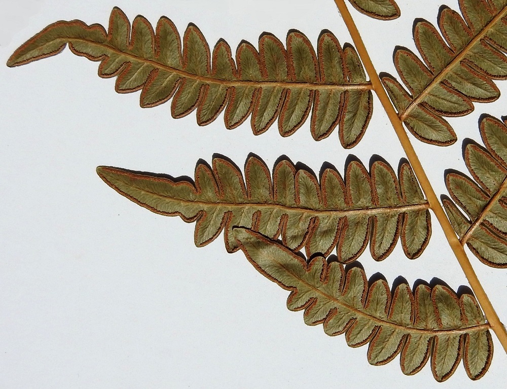 Pteridium aquilinum subsp. pinetorum - (metsä)sananjalan subsp. taigasananjalan harvoin kehittyvät itiöpesäkeryhmät on helpointa havaita kypsyessään, jolloin ne näkyvät pikkulehdyköiden laidoissa yhtenäisinä, ruskeina nauhoina. A, Eckerö, Björnhuvud, Östergård, merenrantametsä, 20.7.1988. Kuva näytteestä copyright Hannu Kämäräinen.