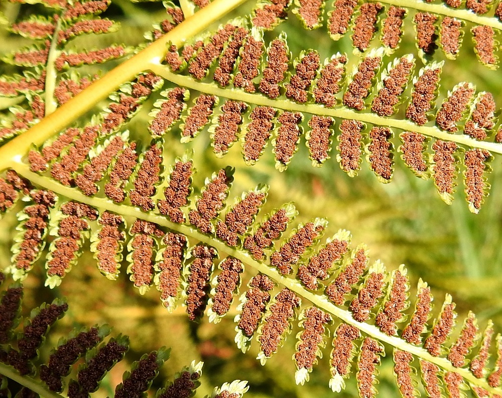 Athyrium filix-femina - soreahiirenportaan itiöpesäkeryhmät paisuvat itiöintivaiheessa niin, että ne usein täyttävät lähes koko pikkulehdykän alapinnan. EH, Hämeenlinna, Loimalahti, Hirsimäki, omakotialueen laide Näsiäntien varressa, 26.7.2021. Copyright Hannu Kämäräinen.