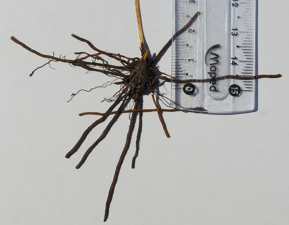 Ophioglossum vulgatum - isokäärmeenkielen maavarsi on lyhyt, vain noin 0,5-1 cm pitkä ja mukulamainen sekä runsas- ja pitkäjuurinen. Lehtiruodin tyvi on tupellinen. U, Espoo, Hyljelahti, Suomenojan sataman länsipuolinen merenranta-alue, Stora Metanberget -luodon kohdalla olevasta kallioniemestä länteen oleva merenrantaniitty, 27.6.2021. Kuva näytteestä, copyright Hannu Kämäräinen.