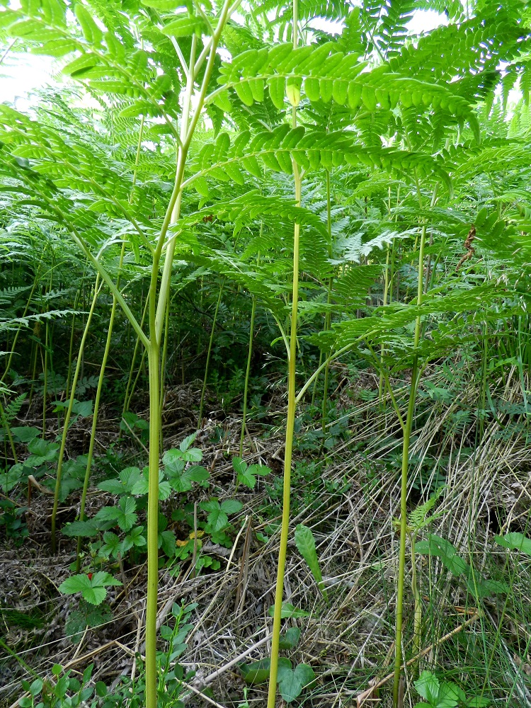 Pteridium aquilinum subsp. pinetorum - (metsä)sananjalan subsp. taigasananjalan lehtiruoti on yleensä noin 40-100 cm pitkä, tanakka ja maanpäälliseltä osaltaan vaalean- tai kellanvihreä sekä liereähkö mutta selkäpuolelta matalasti kouruinen. Tiheäkään kasvusto ei täysin tyrmää muiden lajien kasvumahdollisuutta. EH, Hämeenlinna, Pullerinmäki, Viisari, Kahtoilammen itäpuoli, Tiiriönmäki, 2.7.2011. Copyright Hannu Kämäräinen.
