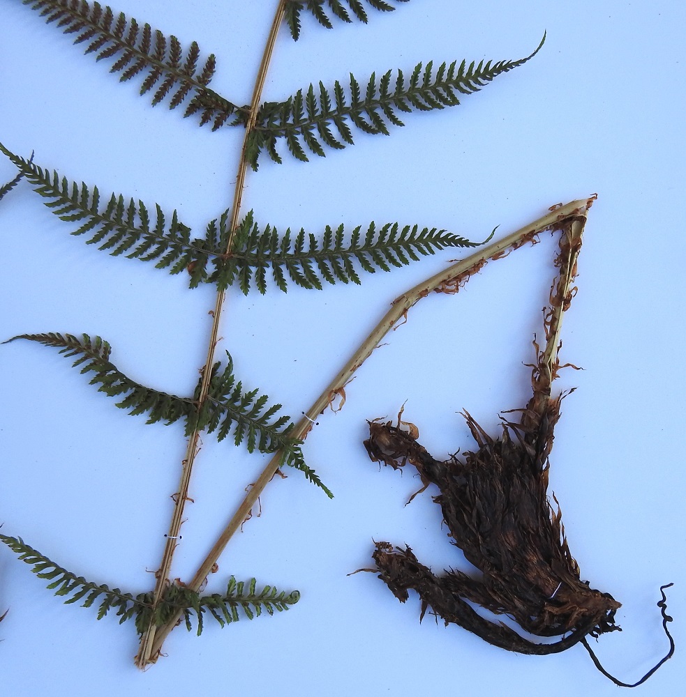 Athyrium filix-femina - soreahiirenportaan lehtiruodin pituus vaihtelee lähes samanpituisissakin lehdissä ollen usein noin 10-30 cm. Sen tyvi on mustanruskea ja tiheästi tummanruskeiden suomujen peittämä. Ylempää ruoti on tuoreena kellanvihreä tai kellanruskea ja harvakseen tai tiheämmin kapea- ja vaaleanruskeasuomuinen. Maavarsi on lyhyt, pysty, juurehtiva ja mustanruskea sekä vanhojen, suomuisten lehdentyvien tiheästi peittämä (näytteessä on vain maavarren pieni kulma). EH, Hämeenlinna, Loimalahti (kaupunginosa), Hirsimäki, omakotialueen ja maakaasulinjan välinen, välisen, kuusivaltaisen metsän raja, 20.7.2009. Kuva näytteestä, copyright Hannu Kämäräinen.
