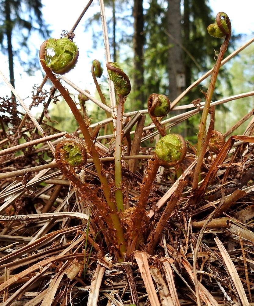 Athyrium filix-femina - soreahiirenportaan lehdet nousevat maavarresta suomuisina kieppisauvoina. EH, Hämeenlinna, Loimalahti, Hirsimäki, omakotialueen ja maakaasulinjan välisen, metsän reuna, 18.5.2021. Copyright Hannu Kämäräinen.