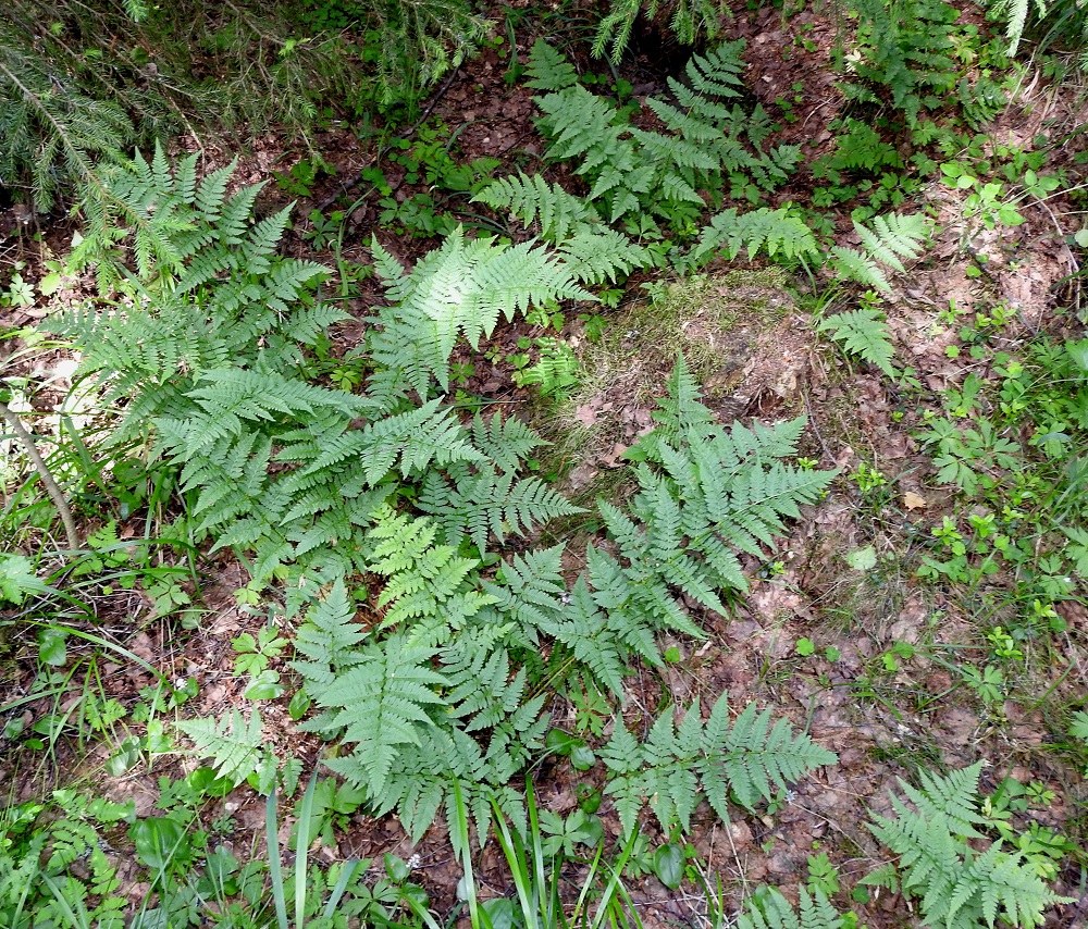 Dryopteris carthusiana - metsäalvejuuriyksilöt voivat kasvaa pienissä ryhmissä, mutta se ei yleensä muodosta yhtä tiheitä ja laajoja kasvustoja kuin lähilajinsa isoalvejuuri, D. expansa. EH, Hämeenlinna, Loimalahti, Hirsimäki, kuusivaltainen metsä omakotialueen ja maakaasulinjan välissä, 17.6.2021. Copyright Hannu Kämäräinen.