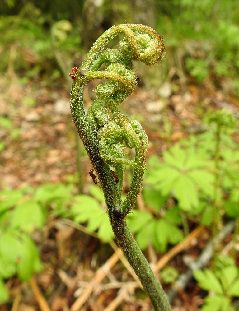 Pteridium aquilinum subsp. pinetorum - (metsä)sananjalan subsp. taigasananjalan nouseva lehtiruoti ja aluksi kiepillä olevat lehtilavan lehdykät ovat tiheästi karvamaisen ohuiden suomujen peittämät, mutta lähes kaljuuntuvat täysi-ikäisinä. Vielä avautumattomista lehtilavoistaan laji on saanut vanhan, kansanomaisen nimen, kuolleenkoura. EH, Hämeenlinna, Loimalahden ja Kuuslahden kaupunginosien raja-alue, Hirsimäki, maakaasulinjan varsi, metsän reuna, 27.5.2021. Copyright Hannu Kämäräinen.