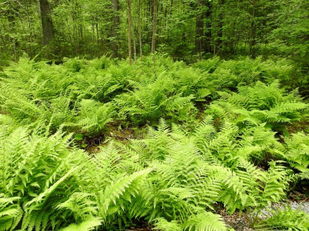 Athyrium filix-femina - soreahiirenporras voi sopivilla kasvupaikoilla muodostaa laajoja ja lähes yhtenäisiä kasvustoja. EH, Hämeenlinna, Idänpää, Aulangonjärven eteläkulma, ulkoilureitin varren rehevä, havupuuvoittoinen rantametsä, 25.6.2017. Copyright Hannu Kämäräinen.