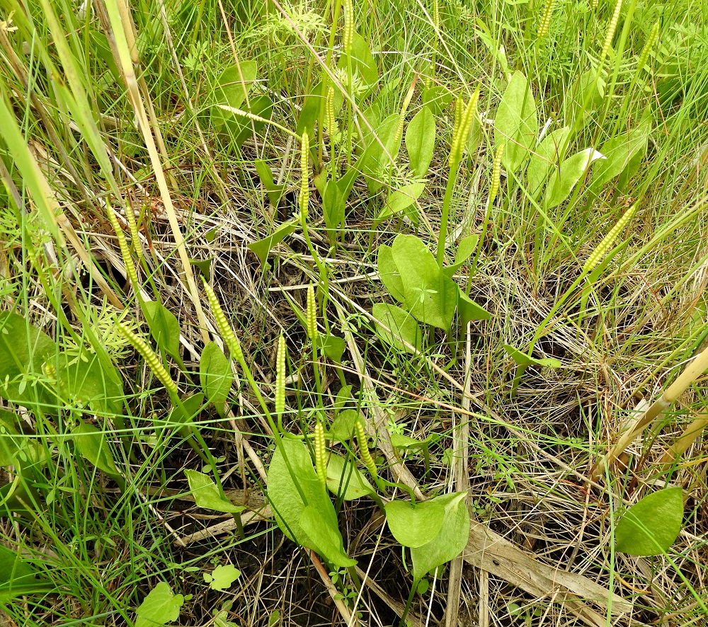 Ophioglossum vulgatum - isokäärmeenkielen tiheissäkin kasvustoissa lehdet nousevat lähes aina maavarresta yksittäin. Vain harvoin kaksi lehteä voivat olla tiiviisti yhdessä. U, Espoo, Hyljelahti, Suomenojan sataman länsipuolinen merenranta-alue, Stora Metanberget -luodon kohdalla olevasta kallioniemestä länteen oleva merenrantaniitty, 27.6.2021. Copyright Hannu Kämäräinen.
