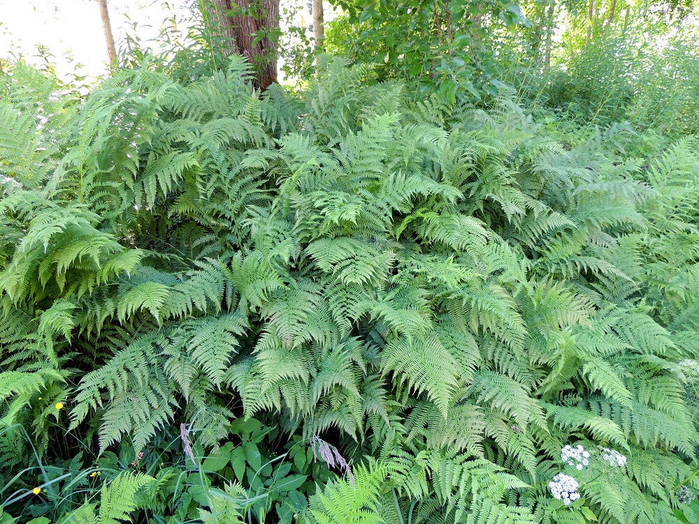 Athyrium filix-femina - soreahiirenportaan kasvustot ovat rehevimmillään niin tiheitä, että kulkija ne mieluummin kiertää. Lehdet ovat pehmeälapaiset ja pisimmillään yli metrin mittaiset. EH, Hattula, Sattula, Lehijärven eteläpuolen rantametsä, Lehijärventien varressa, 7.7.2013. Copyright Hannu Kämäräinen.