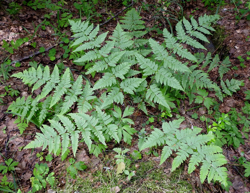 Dryopteris carthusiana - metsäalvejuuren lehdet ovat malliltaan kapeanpuikeita ja pitkäsuippuisen teräväkärkisiä. Lehtilapa on lähes kauttaaltaan kahteen kertaan parilehdykkäinen. Osa lehdistä on itiöpesäkkeettömiä ja talvehtivia sekä osa itiöpesäkkeellisiä ja talveksi lakastuvia. Itiöpesäkkeettömät lehdet ovat usein pienempiä ja kuvan tavoin enemmän ulospäin siirottavia. EH, Hämeenlinna, Loimalahti, Hirsimäki, kuusivaltainen metsä omakotialueen ja maakaasulinjan välissä, 17.6.2021. Copyright Hannu Kämäräinen.