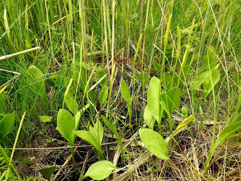 Ophioglossum vulgatum - isokäärmeenkielen verso näyttää erehdyttävästi siltä kuin siinä olisi varsi, yksi varsilehti ja tähkämäinen, perällinen kukinto. Kuitenkin kyseessä on vain yksi lehti, joka on jakautunut noin puolivälissä sen kokonaispituutta kahteen osaan, yhteyttävään, ehytlaitaiseen ja steriiliin lehdykkään sekä perälliseen, tähkämäiseen ja fertiiliin kärkiosaan. U, Espoo, Hyljelahti, Suomenojan sataman länsipuolinen merenranta-alue, Stora Metanberget -luodon kohdalla olevasta kallioniemestä länteen oleva merenrantaniitty, 27.6.2021. Copyright Hannu Kämäräinen.