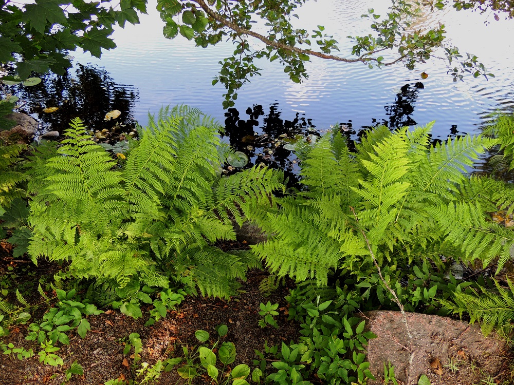 Athyrium filix-femina - soreahiirenporras voi metsämaaston lisäksi kasvaa myös lähellä vesirajaa. EH, Hämeenlinna, Renko, keskusta, Renkajoen ranta kirkkotarhan kohdalla, 22.7.2014. Copyright Hannu Kämäräinen.