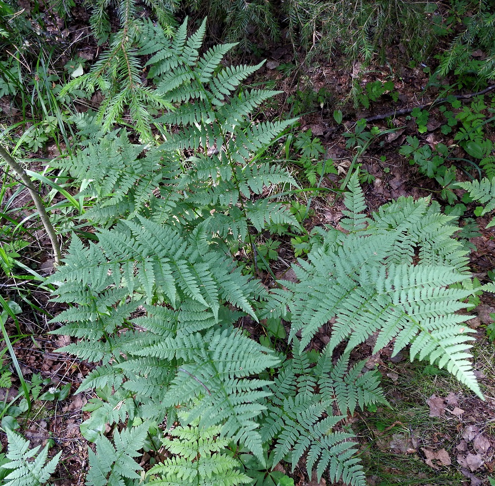 Dryopteris carthusiana - metsäalvejuuren itiöpesäkkeelliset lehdet ovat usein itiöpesäkkeettömiä lehtiä kookkaampia ja pystympiä. EH, Hämeenlinna, Loimalahti, Hirsimäki, kuusivaltainen metsä omakotialueen ja maakaasulinjan välissä, 17.6.2021. Copyright Hannu Kämäräinen.