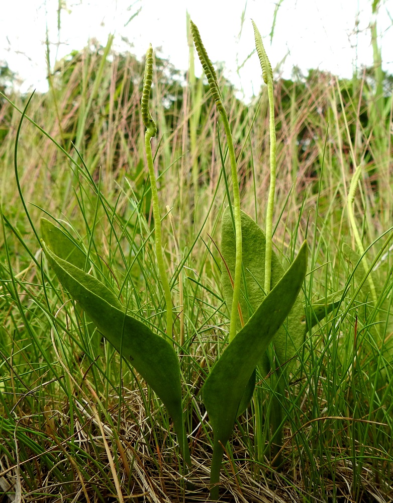 Ophioglossum vulgatum - isokäärmeenkielen lehdet ovat yleensä pystyt ja tavallisesti noin 10-30 cm pitkät. Itiöpesäkkeisen kärkiosan perä on useimmiten noin 3-13 cm pitkä ja vaalean- tai kellanvihreä. Koko lehti on kalju. U, Espoo, Hyljelahti, Suomenojan sataman länsipuolinen merenranta-alue, Stora Metanberget -luodon kohdalla olevasta kallioniemestä länteen oleva merenrantaniitty, 27.6.2021. Copyright Hannu Kämäräinen.