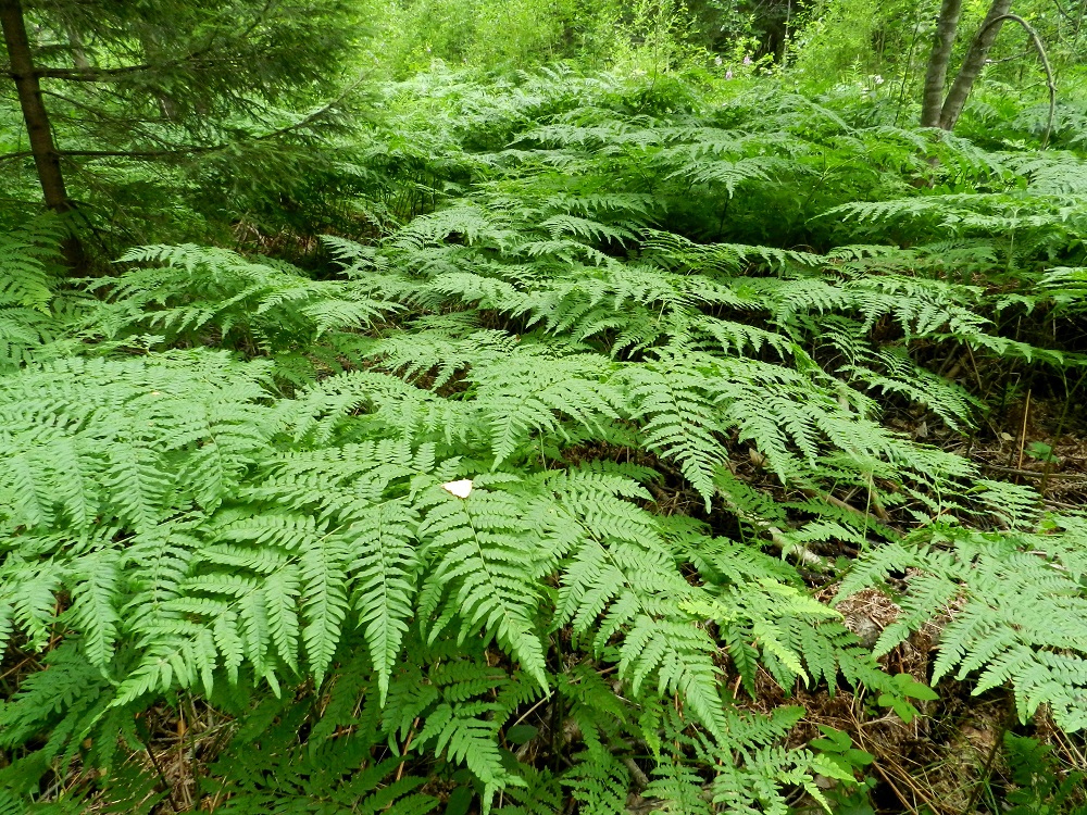 Pteridium aquilinum subsp. pinetorum - (metsä)sananjalan subsp. taigasananjalan lehdet ovat tiheissä kasvustoissa limittäin ja moneen kertaan päällekkäin siepaten käyttöönsä lähes kaiken puiden lomasta saatavan valon. Se suosiikin harvapuustoisia metsiä, metsäaukioita ja hakkuualoja sekä kaikenlaisia pientareita. EH, Hämeenlinna, Loimalahden ja Kuuslahden kaupunginosien raja-alue, Hirsimäki, maakaasulinjan varsi, metsän reuna, 13.7.2011. Copyright Hannu Kämäräinen.