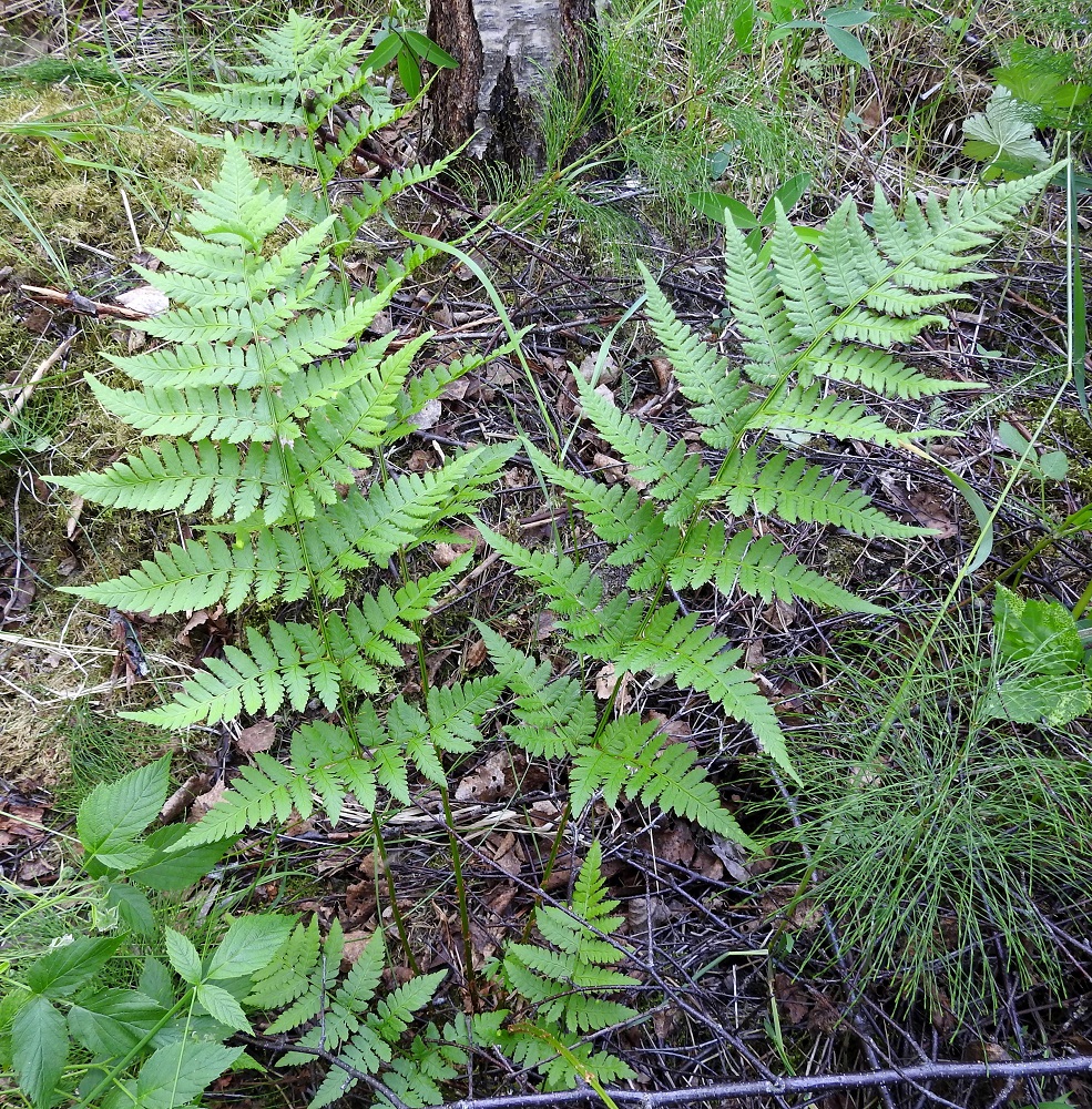 Dryopteris carthusiana - metsäalvejuuren lehtiruoti on noin 0,5-1 kertaa lehtilavan pituinen. Lavan sivulehdykät ovat vastakkain tai vuoroittain. Alimman parin sivulehdykät ovat hieman epäsymmetrisesti kolmiomaiset ja muut parit puikeat tai kapeanpuikeat. Alimmat sivulehdykät ovat tavallisesti noin 7-12 cm pitkät ja tyveltään noin 5-7 cm leveät. EH, Hattula, Retula, Keskisjärven länsipuolinen metsäalue, 18.6.2021. Copyright Hannu Kämäräinen.