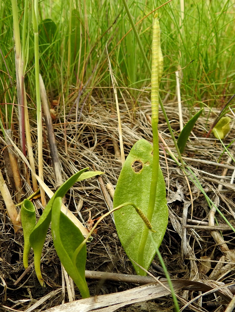 Ophioglossum vulgatum - isokäärmeenkielen lehdissä ei aina ole itiöpesäkkeellistä kärkiosaa. Osaan se kasvaa myöhemmin kesällä ja osaan mahdollisesti vasta seuraavalla kasvukaudella. Kuvan vasemmassa reunassa oleva lehti on vielä rullalla ja avautuu kasvaessaan. U, Espoo, Hyljelahti, Suomenojan sataman länsipuolinen merenranta-alue, Stora Metanberget -luodon kohdalla olevasta kallioniemestä länteen oleva merenrantaniitty, 27.6.2021. Copyright Hannu Kämäräinen.
