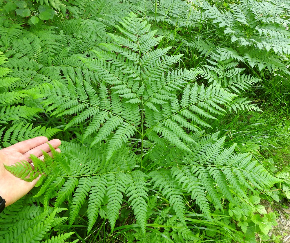 Pteridium aquilinum subsp. pinetorum - (metsä)sananjalan subsp. taigasananjalan lehtilapa on yleensä leveän kolmiomainen, vaaleahkonvihreä ja tavallisesti noin 40-60 cm pitkä sekä tyveltään noin 45-70 cm leveä. Sen kärkiosa on kaksi kertaa parilehdykkäinen ja tyvipuolen kaksi tai kolme päälehdykkäparia ovat kolmeen kertaan parilehdykkäiset. EH, Hämeenlinna, Loimalahti, Hirsimäki, Vuokontien itäpuolinen metsäkaista, 22.6.2021. Copyright Hannu Kämäräinen.